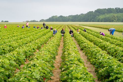 Erntehelfer auf einem Erdbeerfeld